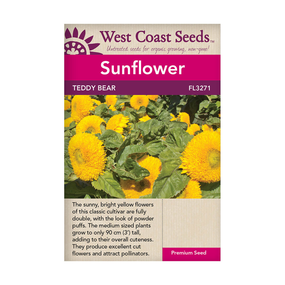 Teddy Bear Sunflower Seeds - approx. 53 seeds