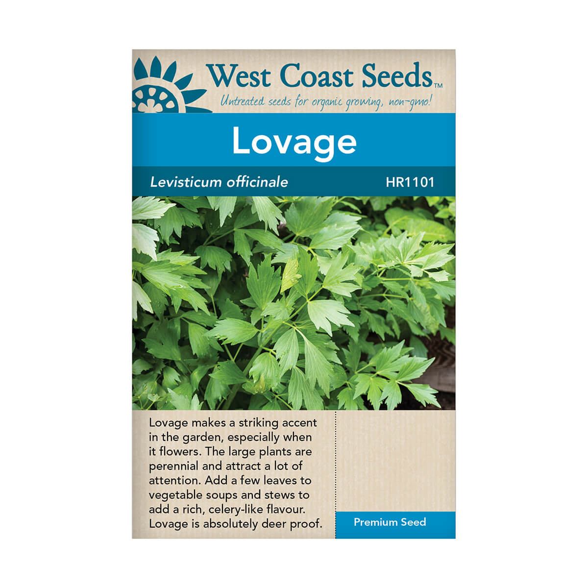 Lovage Seeds - approx. 352 seeds