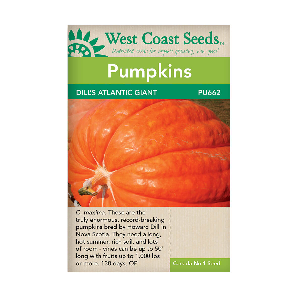 Dill's Atlantic Giant Pumpkin Seeds - approx. 9 seeds