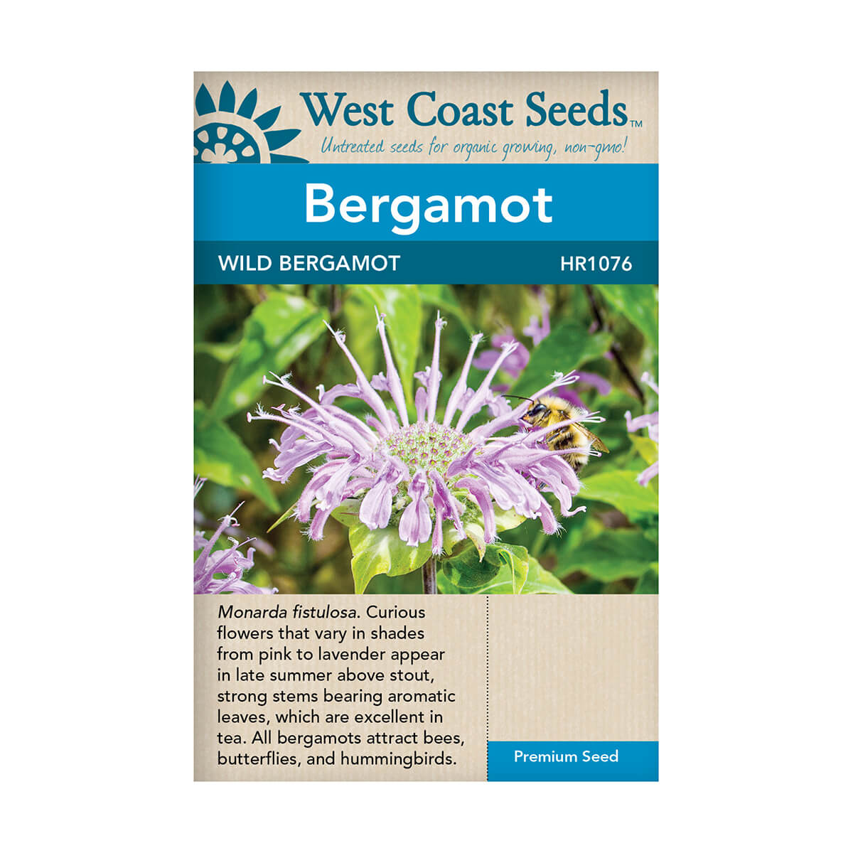 Wild Bergamot Seeds - approx. 500 seeds