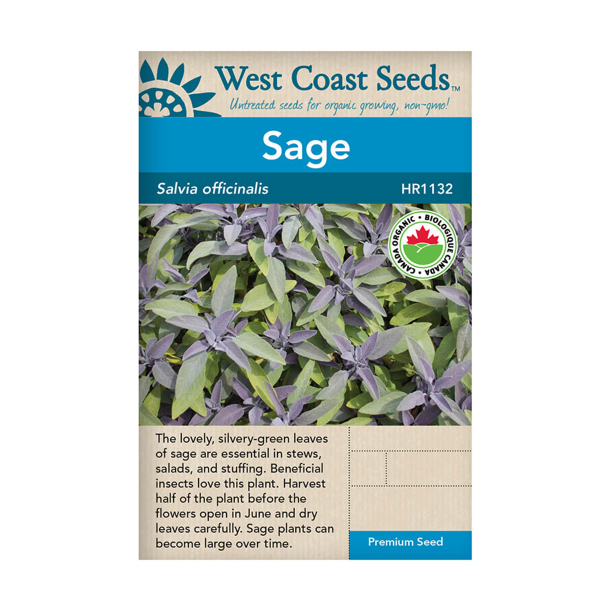 Organic Sage Seeds - approx. 101 seeds