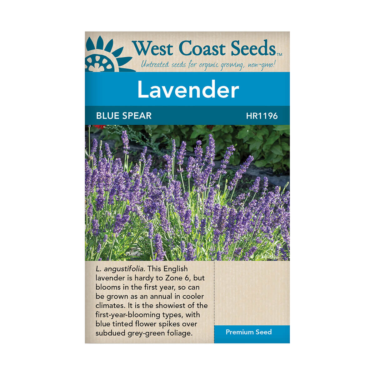 Blue Spear Lavender Seeds - approx. 10 seeds