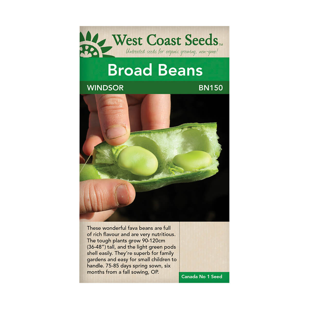 Windsor Broad Bean Seeds - approx. 25 seeds