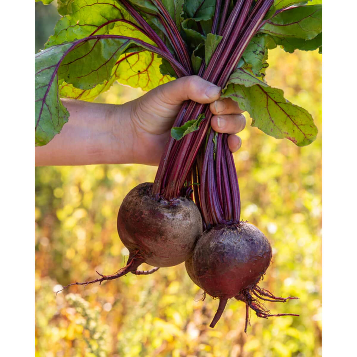 Red Atlas Beet Seeds - approx. 200 seeds