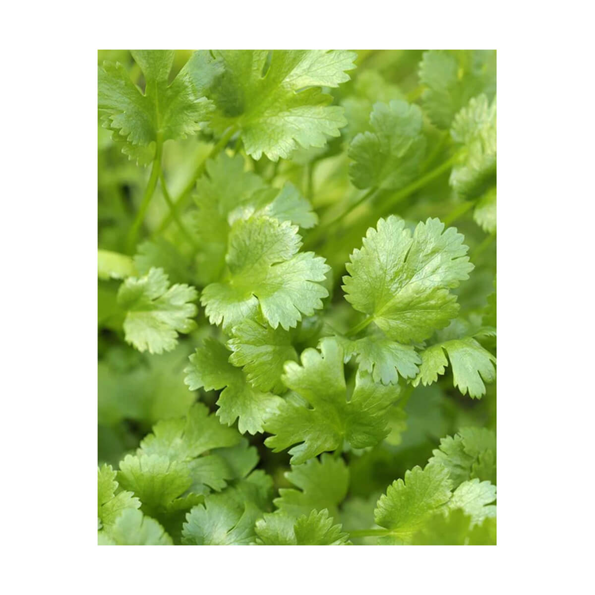 Calypso Cilantro - approx. 415 seeds