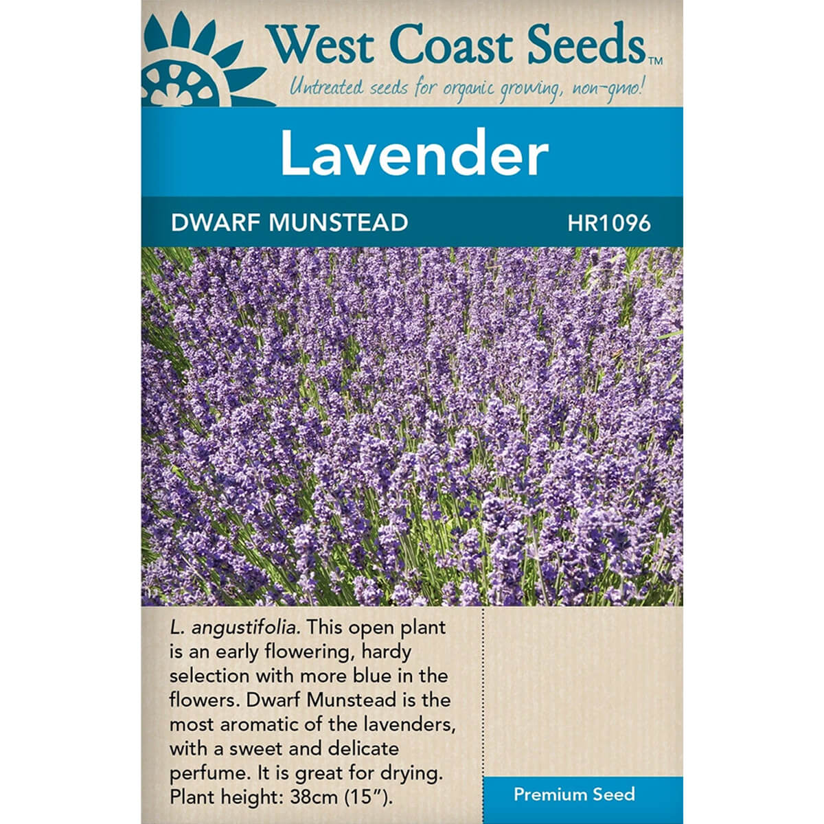 Dwarf Munstead Lavender - approx. 117 seeds