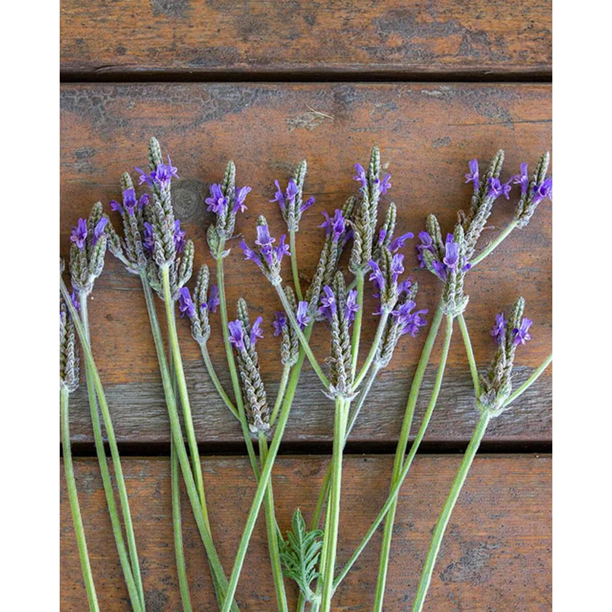 Spanish Eyes Lavender Seeds - approx. 75 seeds