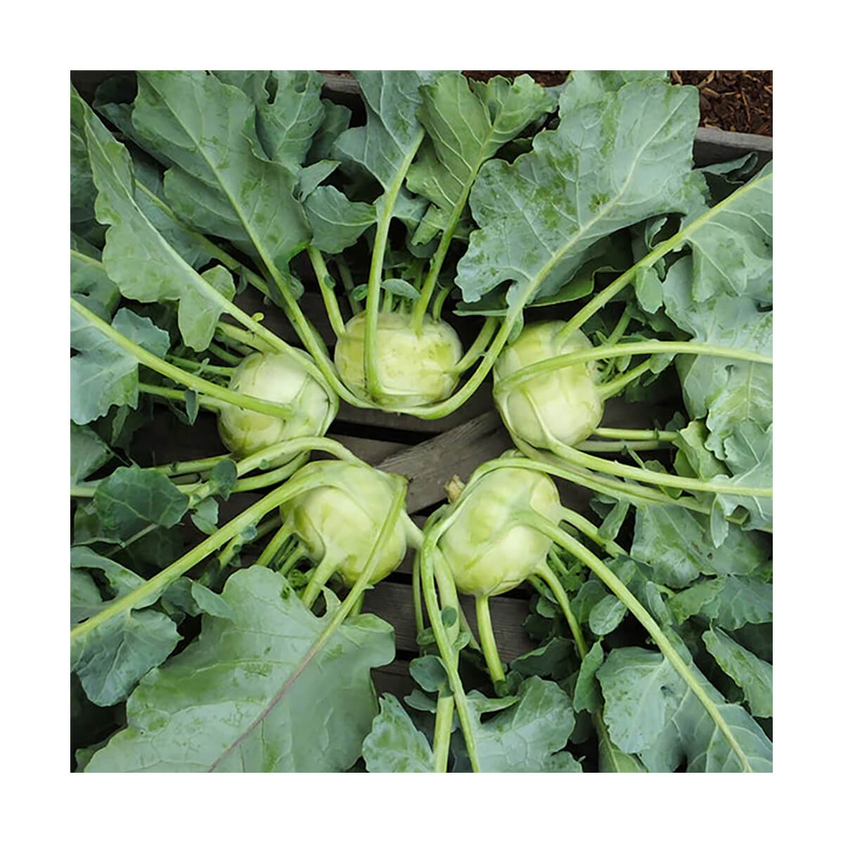 Sparta F1 Kohlrabi Seeds