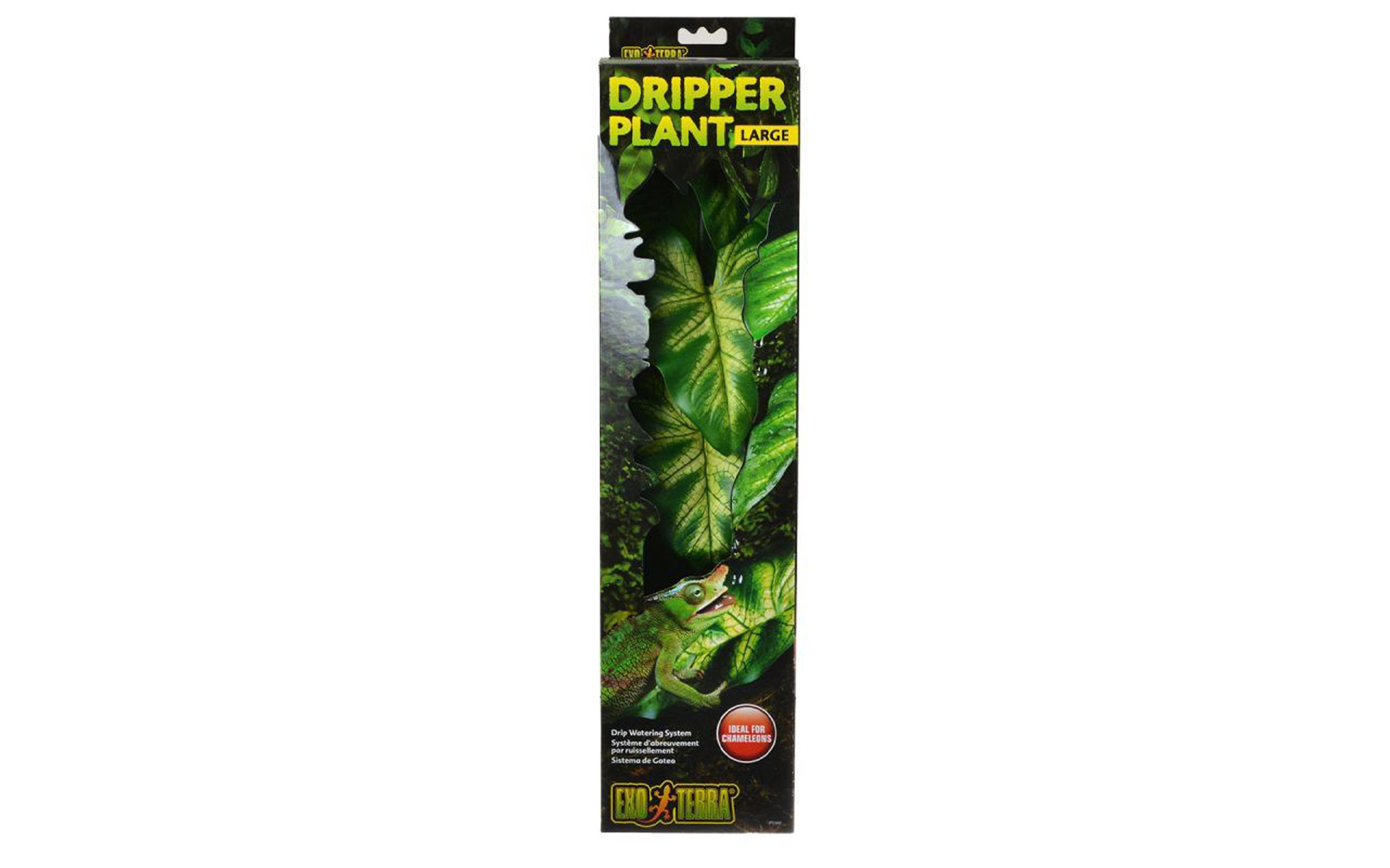 Dripper Plant, Large - 1 Pack