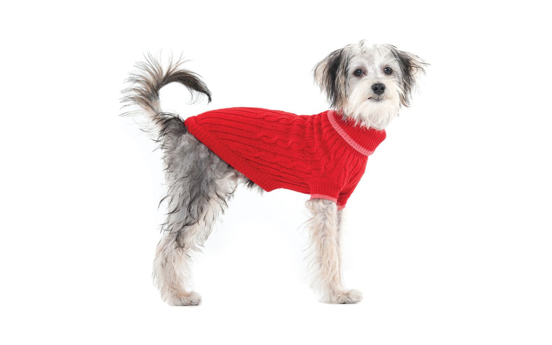 Cable Knit Dog Sweater - Red