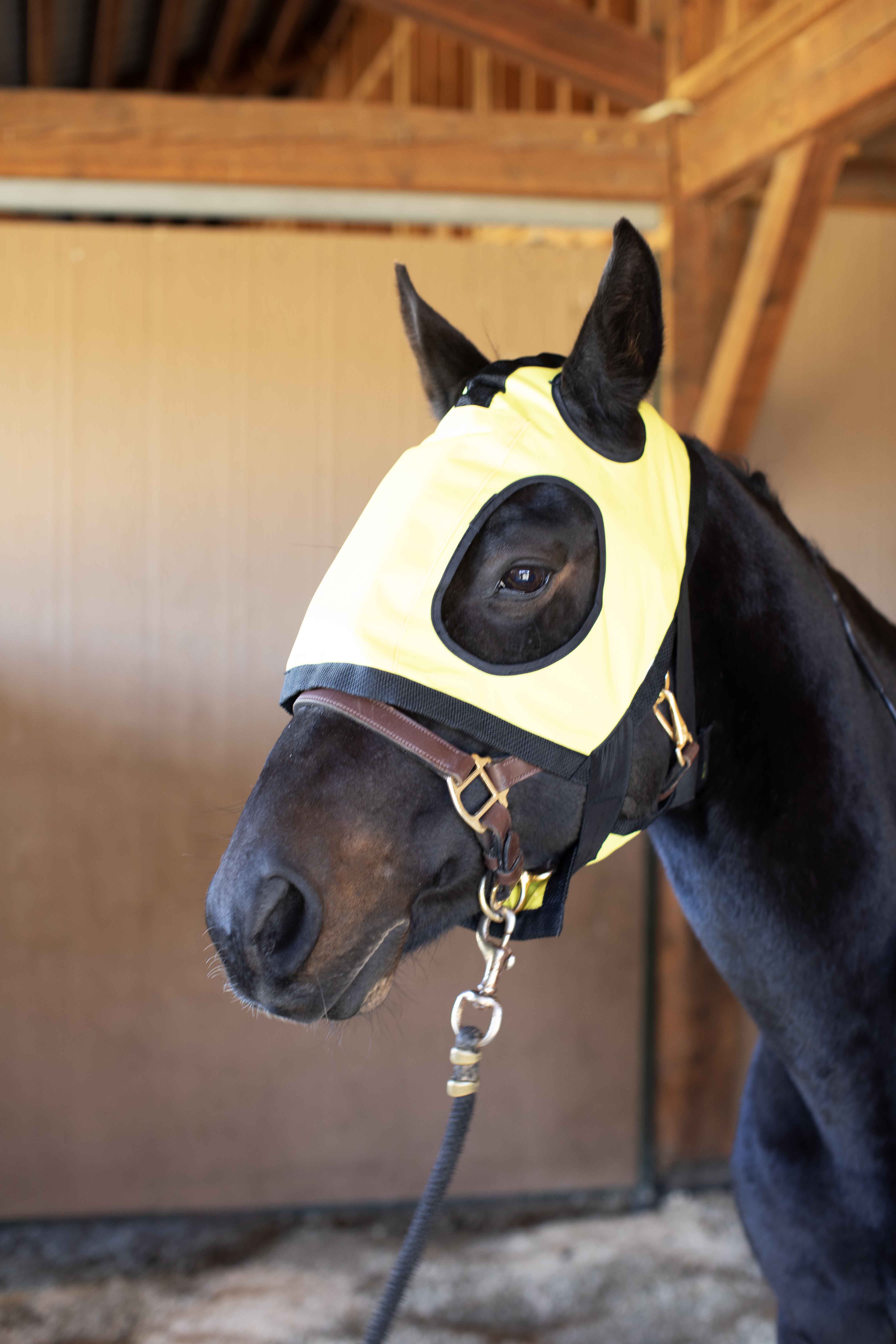 Equine Far Infrared Heating Hood