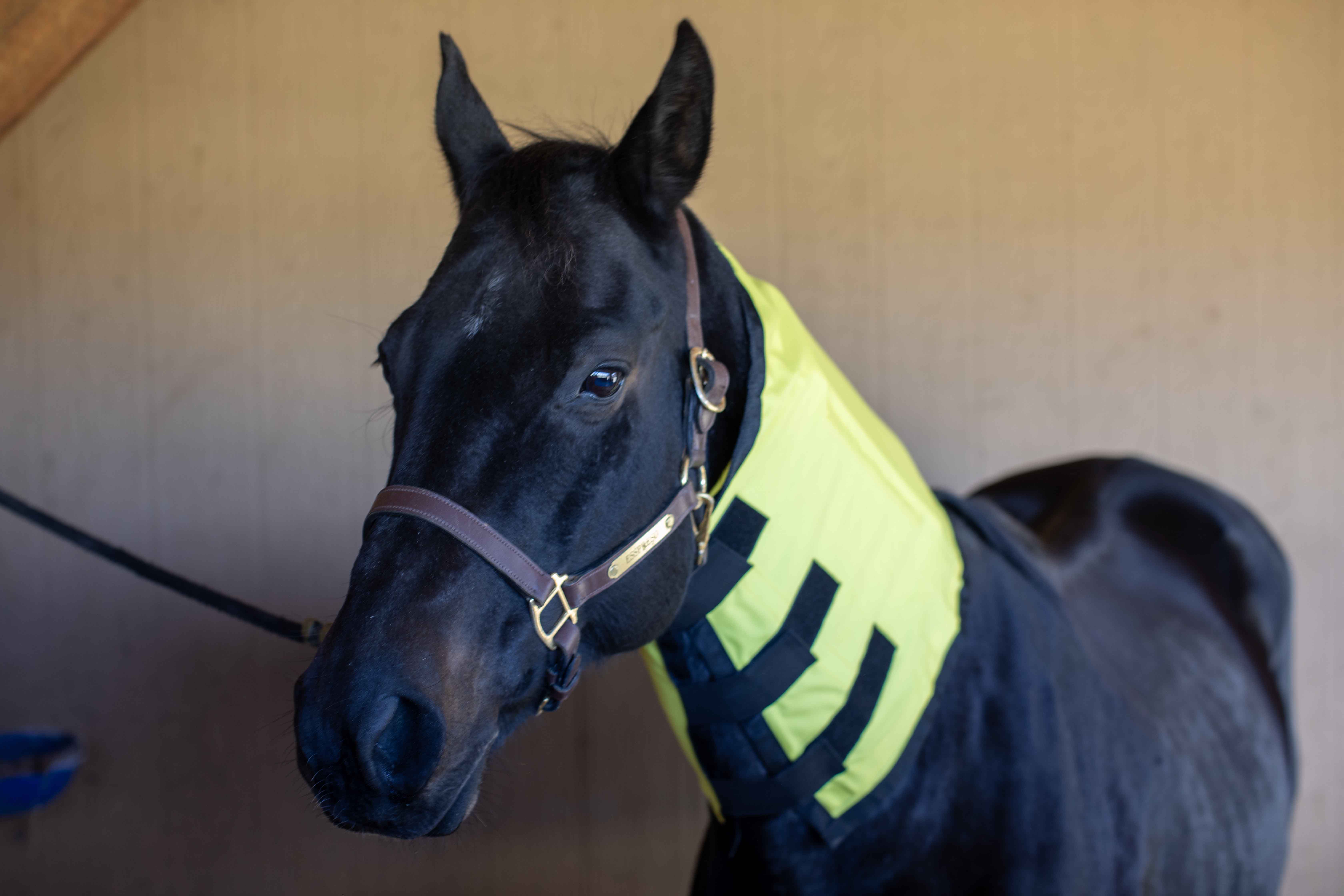 Equine Far Infrared Heating Neck Wrap