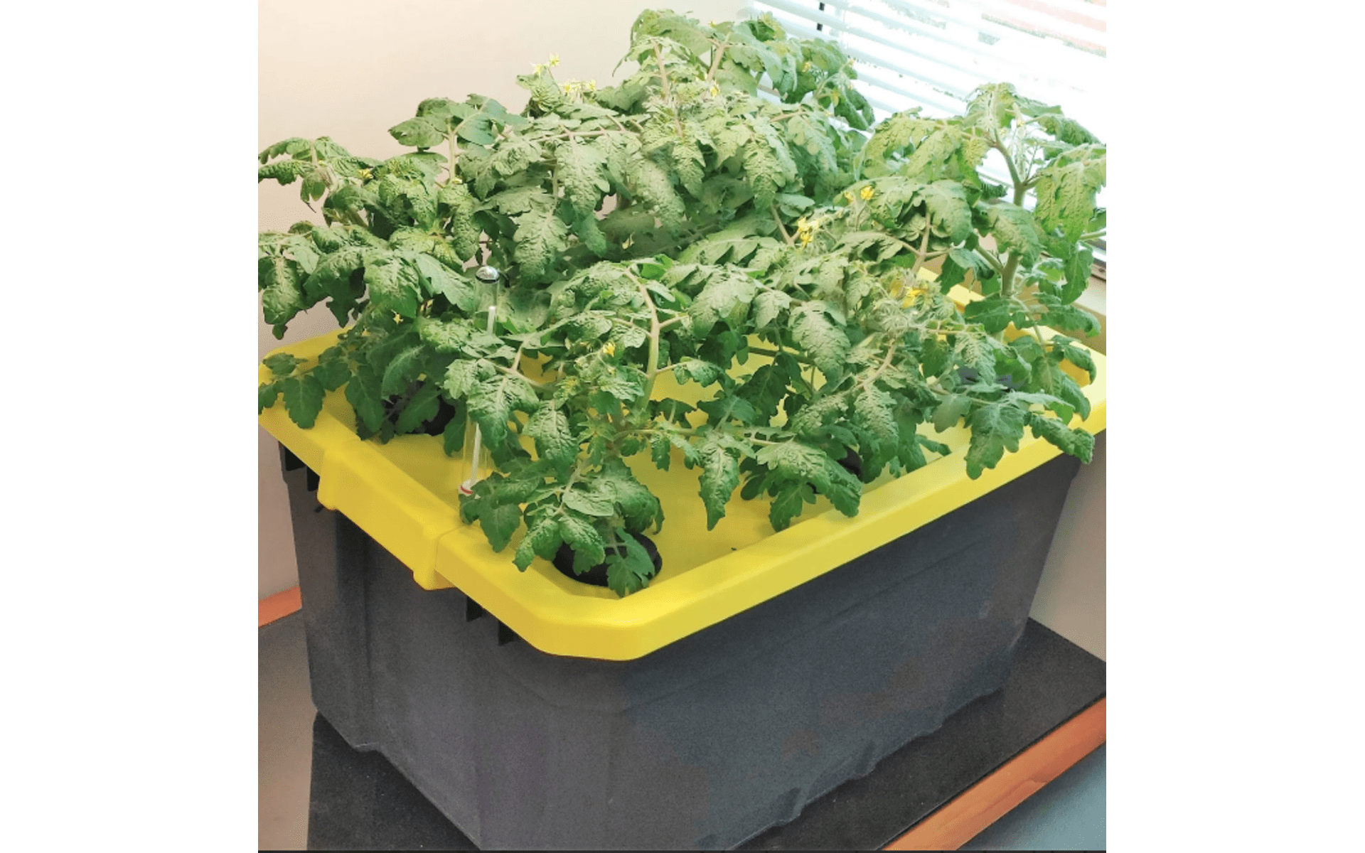 Hydroponic Growing Bin