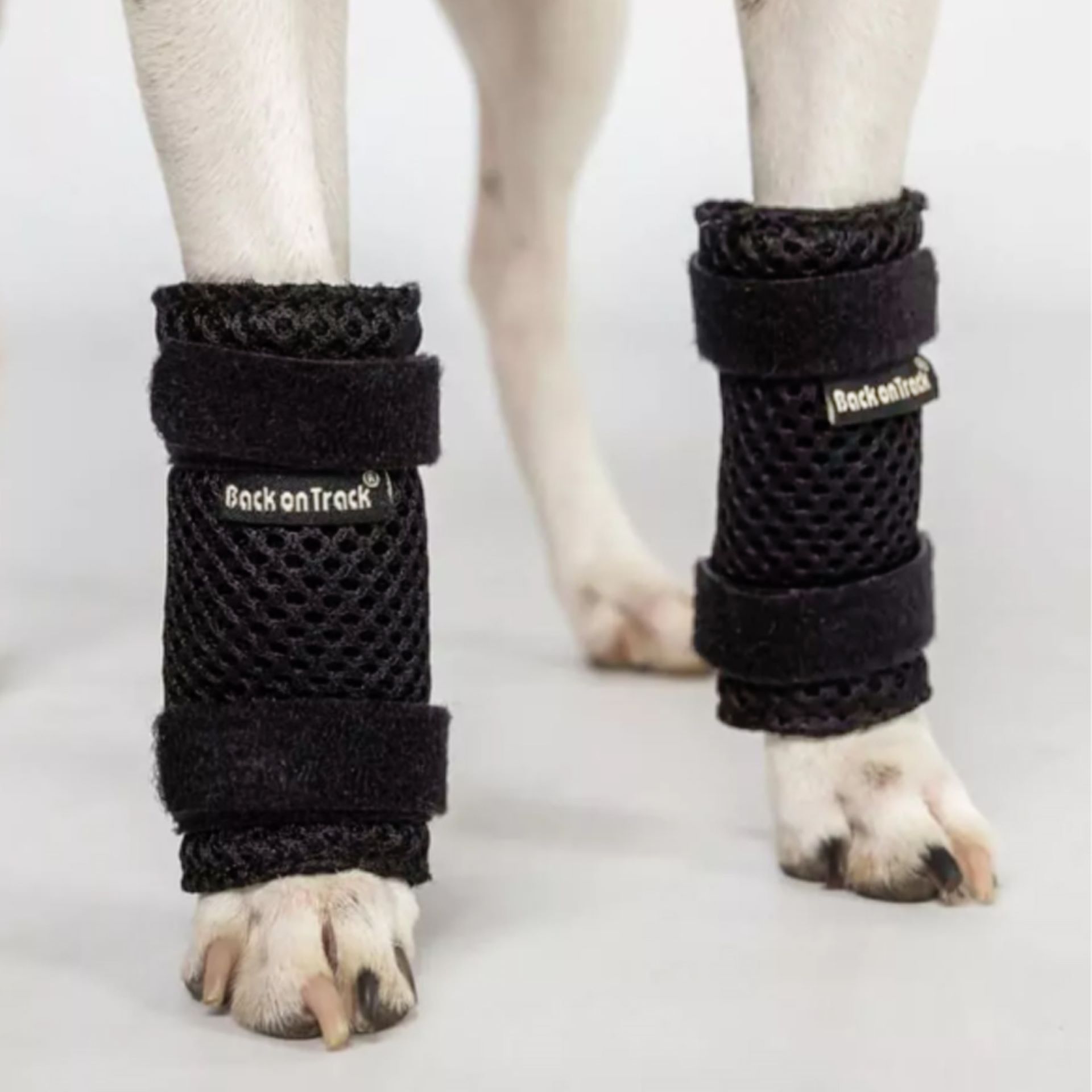 Milo Dog Leg Brace