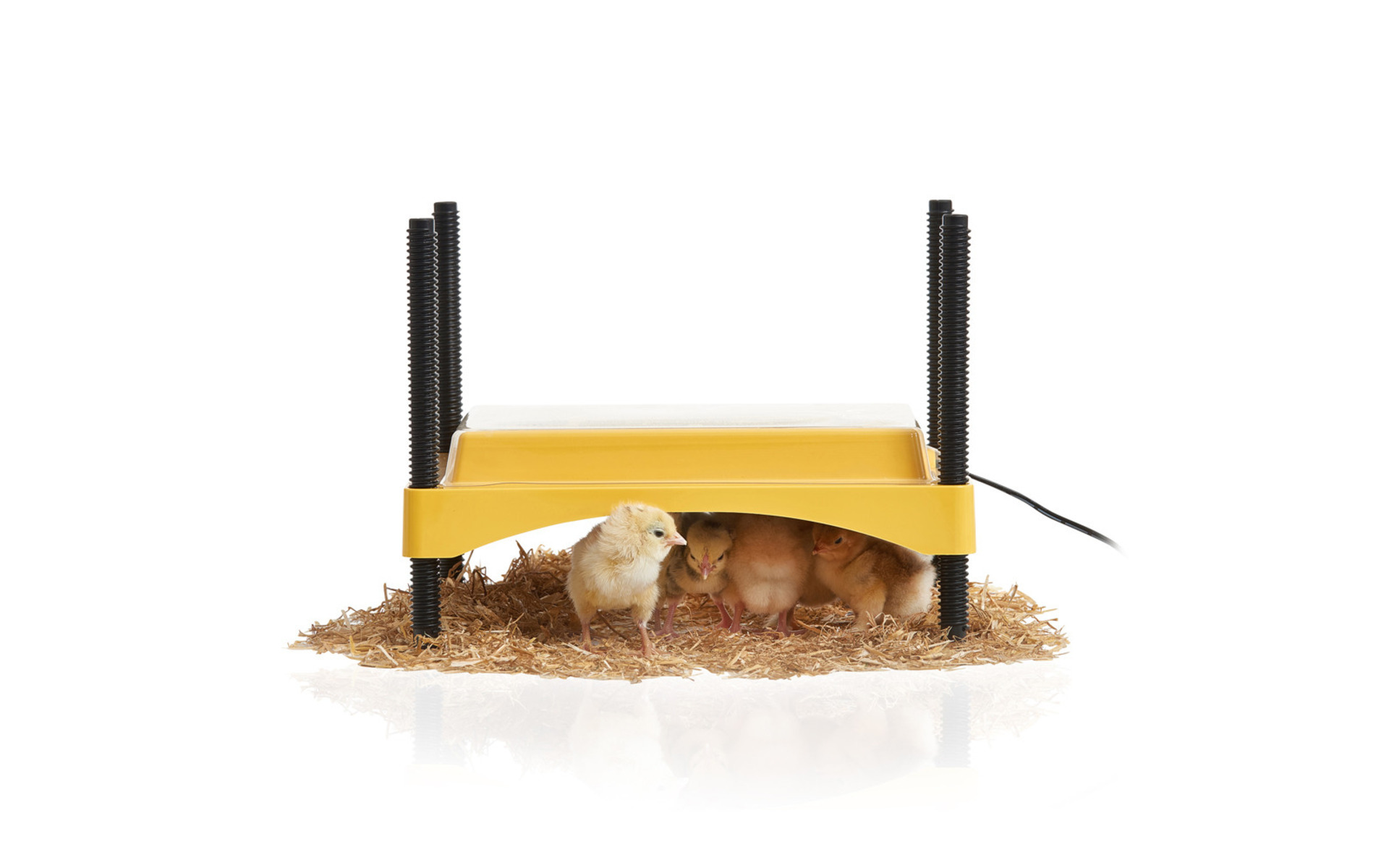 EcoGlow Safety 600 Chick Brooder