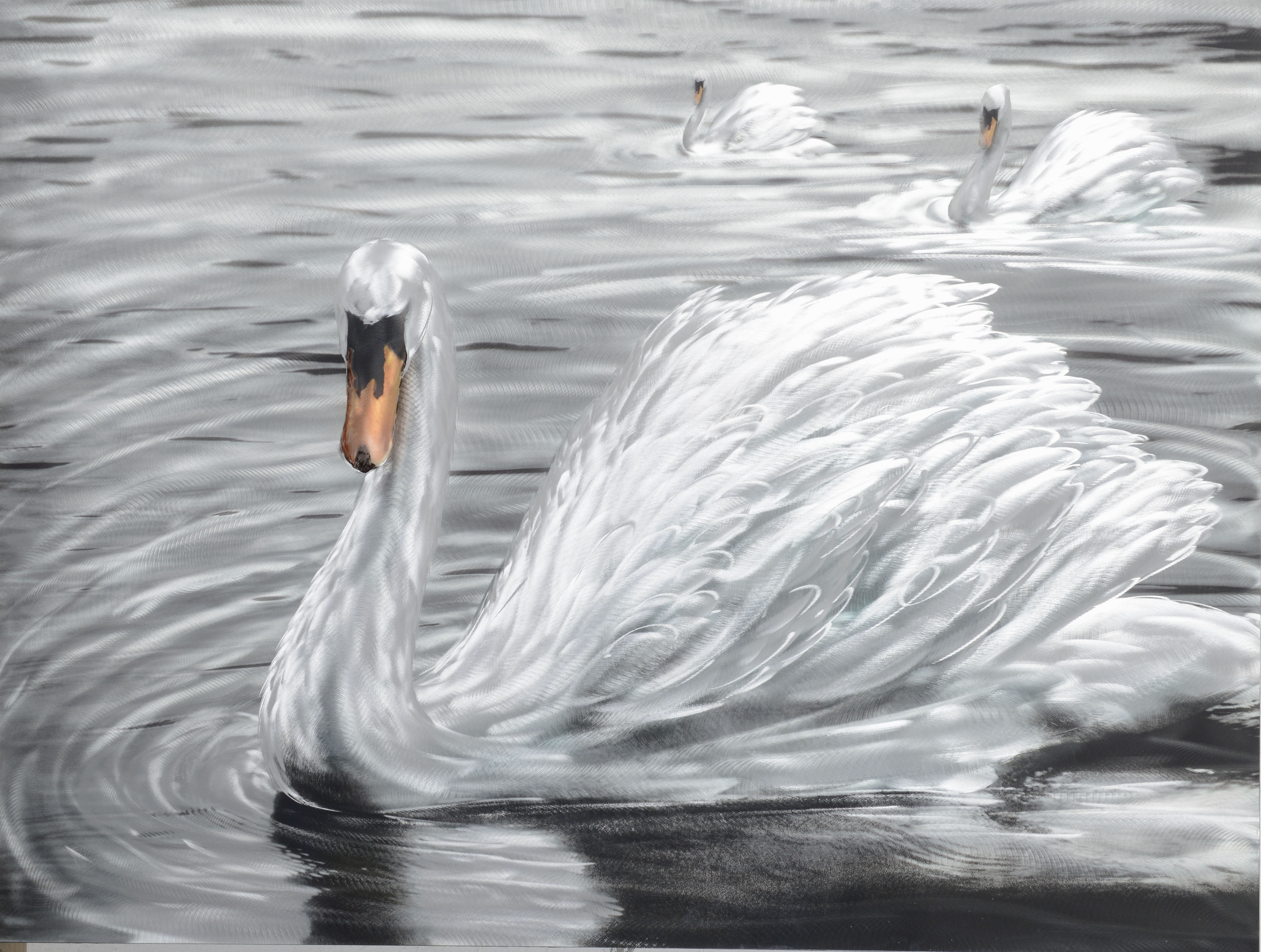 The Snow Feathered Swan